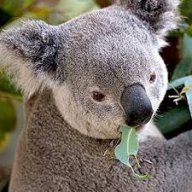 Koala