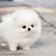Fluffy_TM