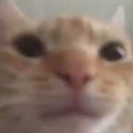 qhonk