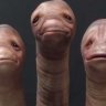 cuckman231