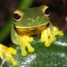 Froggy