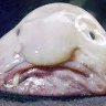 Rwinde_