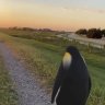 ragingpenguinfilms@gmail.
