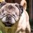 Emotional Pug