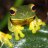 Froggy