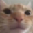 qhonk
